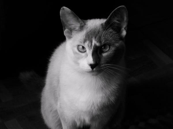 /Images/uploads/Humane Society of Catawba County/furryfaces/entries/537thumb.jpg
